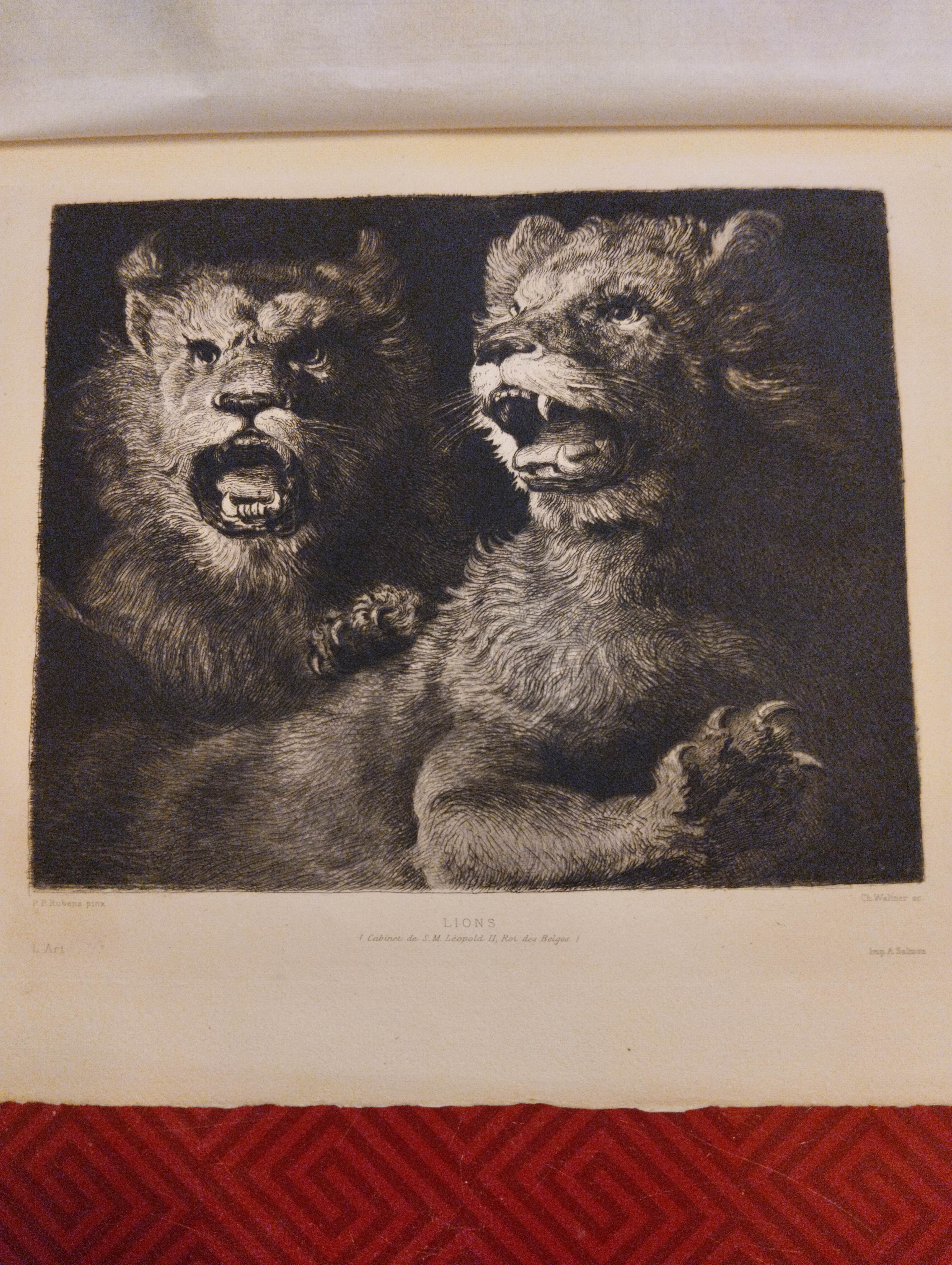 Lions - Studio di leoni ruggenti